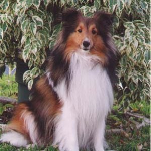 Simon the Sheltie Dog