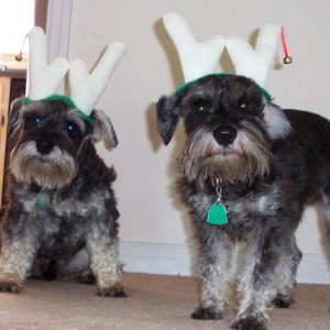 Santa's Little Schnauzers