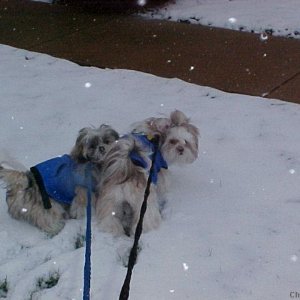 The boys first snow!!