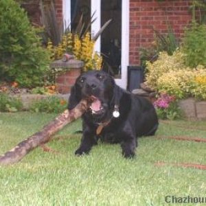 Toothpick!