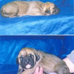 Fila Brasileiro Newborns