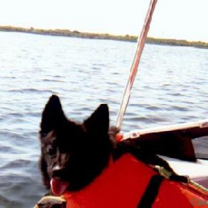 Teddy on boat