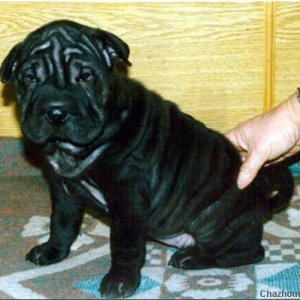 Sharpei Puppy