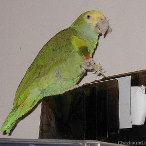 rio with her pretty feather!