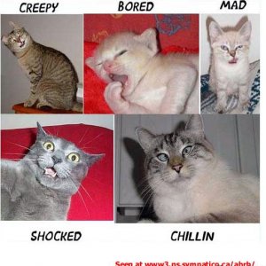 Moods of a cat