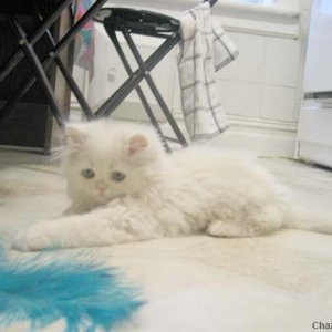 Media 'Persian Kitten' in category 'Animal Pictures'