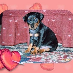 valentine pup