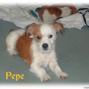 Pepe aged 3 months
