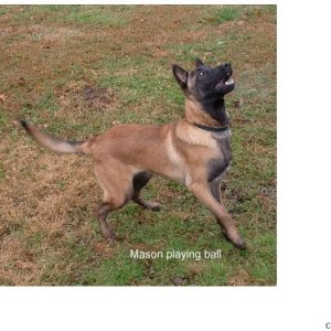 www.malinois.biz