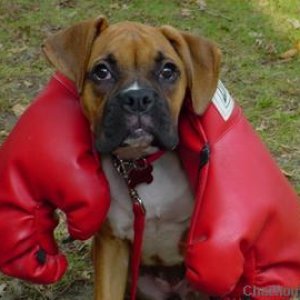 Yes...I am a boxer!
