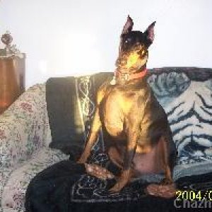 THE SHINING DOBE