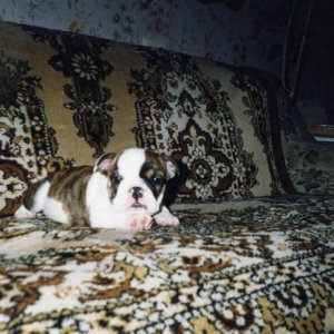 English_Bulldog_for_canada_3_brindle