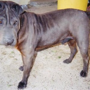 morrodo Shadow