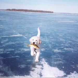 Fishing Dog