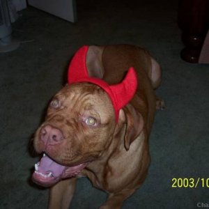 Tank the Devil Dog!