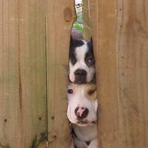 Let us out!!!