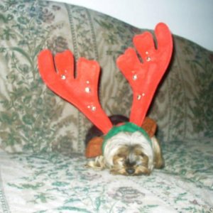 reindeer yorkie