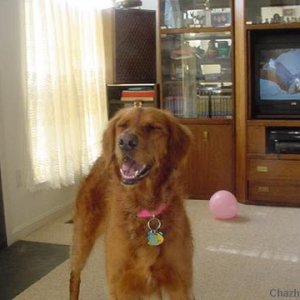 Golden Retreiver with Eyes closed