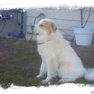 Thunder-Great Pyrenees