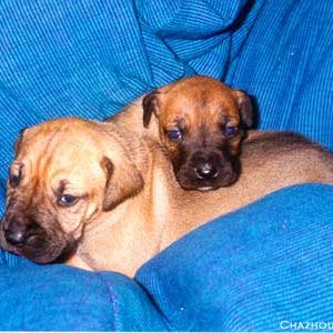 Cuddle Pups