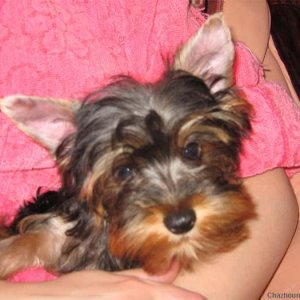 yorkie