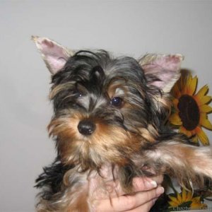 yorkie