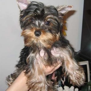 yorkie