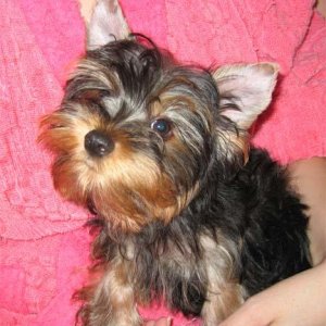 yorkie