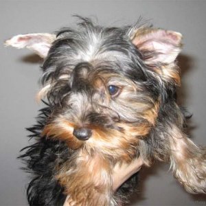 yorkie