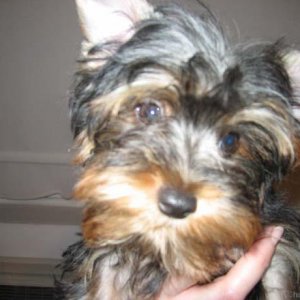 yorkie