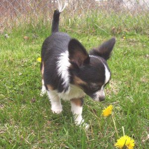 Max smelling the flower