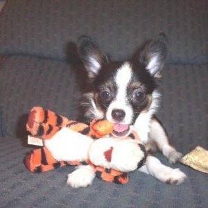 Max playing with Tigger