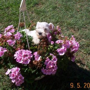 Miss Snuggles Enjoying the Sun