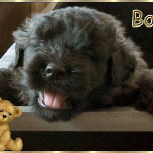 Bo-Ghy, bouvier puppy 5 weeks