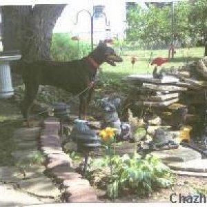 watching the birds at the pond