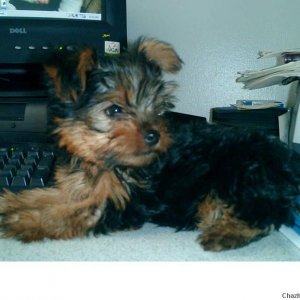 yorkie boy 2500