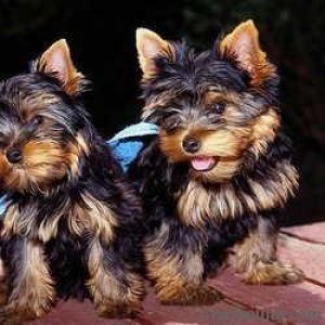 mom & dad yorkie boys