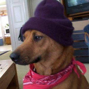 eminems dog