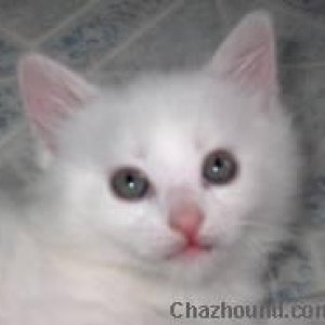 kitties_009