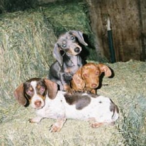 Media 'Dachshund Puppies' in category 'Puppy Pictures'