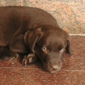 Chocolate The Lab