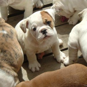 English bulldog pup