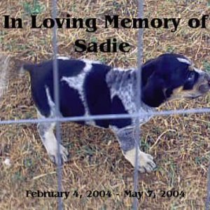 In Loving Memory of Sadie