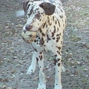 Buddy the Dalmation Dog