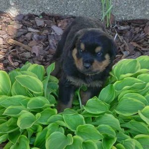 Alyusha in Bushes