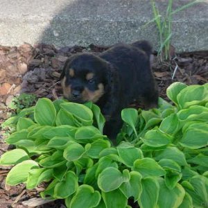 Alyusha in Bushes2