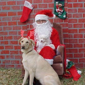 Ambrr & Allicks BlindPup with Santa