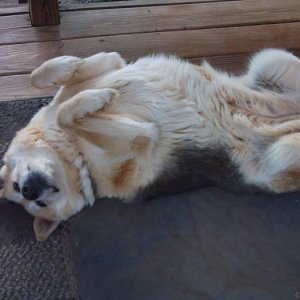 you're never too old for a belly rub