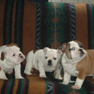 English bulldog pups