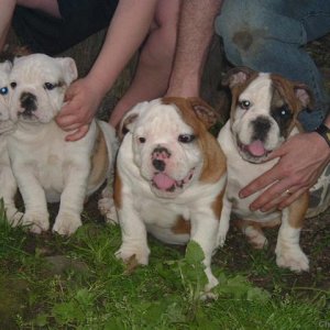 English bulldog pups